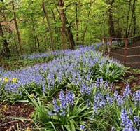 Bluebells In Glasgow Geograph.Org.Uk 6198003