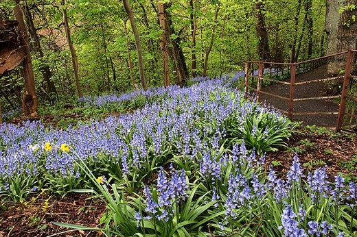 Bluebells In Glasgow Geograph.Org.Uk 6198003