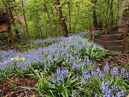 Bluebells In Glasgow Geograph.Org.Uk 6198003
