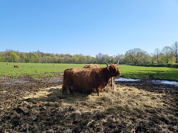 Highland Cows, Pollok Country Park