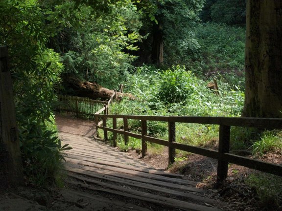 Stepped Path In Rouken Glen Park Geograph.Org.Uk 3557130