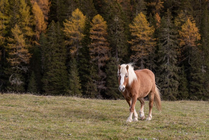 Pony trekking