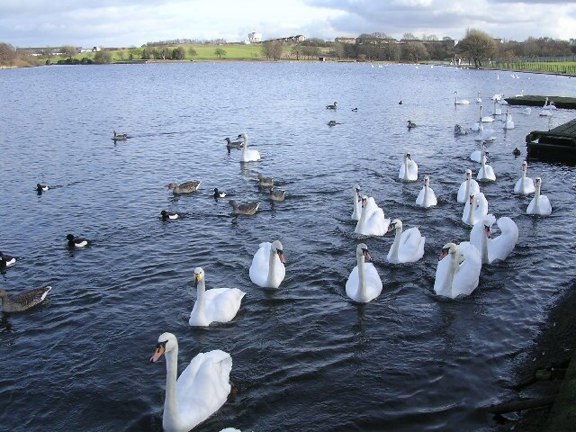 Swan Lake, Aka Hogganfield Loch Geograph.Org.Uk 123438